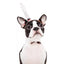 Tricky Props Halloween Pet Headdress Hat