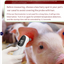 PetCare Non-Contact Thermometer