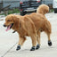 Wear-Resistant and Breathable Shoes for Big Dogs