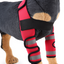 Dog Knee Brace and Leg Protector for Injury Recovery