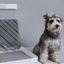 Smart Odor Eliminator for Pets