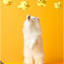Automatic Electric Duck Cat Toy