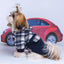 Pomeranian Cashmere Luxe Coat