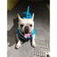 Dog Life Jacket for Safe Swimming - Pet Supplies