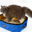 Portable Folding Cat Litter Box - Pet Supplies