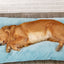 Long Warm Plush Dog Bed with Quilted Base - 4 Sizes