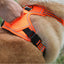 Durable Waterproof Pet Harness with Vertical Handle