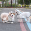 TPU Dog Raincoat for Small Breeds - In Stock