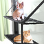 Window-Mounted Cat Hammock with Suction Cups (Single/Double)