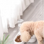Dual-Use Cat and Dog Double Bowl with Non-Wet Design