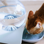 HydroPaws Automatic Waterer