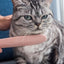 Pet Grooming Brush - Cat Tongue and Needle Comb