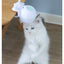 Pet Toy Ball with USB Electric Teaser Wand (Replaceable)
