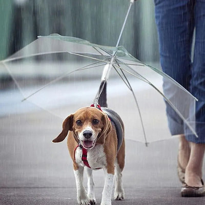 Raincoat With Dog Leash