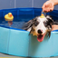 Pet Supplies, Foldable Swimming Pool