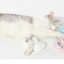 Self-Cleaning Steel Wire Brush for Pets (Dog Grooming Tool)