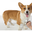 Self-Cleaning Steel Wire Brush for Pets (Dog Grooming Tool)