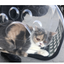 Transparent Pet Backpack for Cats and Dogs