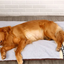 Plush Pet Bed
