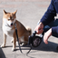 Detachable High-Intensity Flashlight with 8m Leash