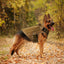 Tactical Vest for Large Dogs