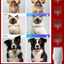 Quiet Pet Vacuum and Trimming Set