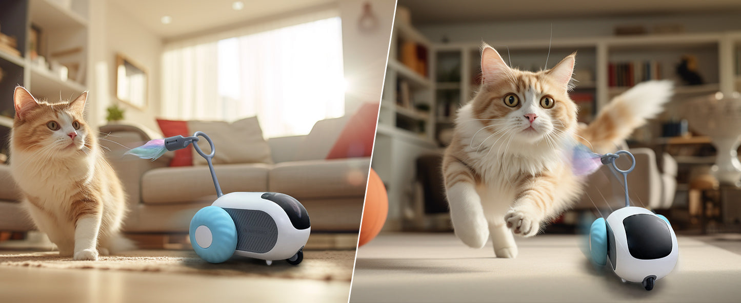 AutoPlay Pet Chase Car