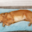 Plush Pet Bed