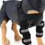 Dog Knee Brace and Leg Protector for Injury Recovery