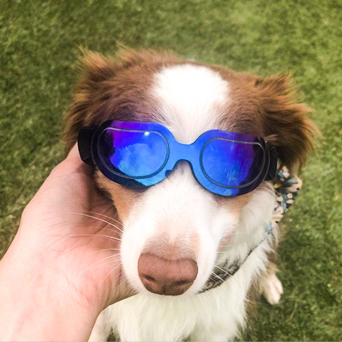 Chic Pet Sunglasses for Dogs & Cats